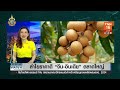 ปีทองส่งออก “ข้าว-ลำไย” ทุเรียนใต้ราคาทรุด! หนอนเจาะจีนตีกลับ | BUSINESS WATCH | 05-08-67 (FULL)