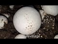 Revamping Village Yard in Iran/Secrets of Mushroom Cultivation in Iranian Nomadic Life style