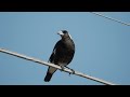 Australian Magpie Makes Wide Range Of Sounds