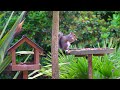 TV For Cat 😸 Birds & Squirrels Occupy the Bird Table 🕊️ Calming Cat TV (4K HDR)