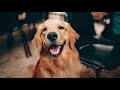 GOLDEN RETRIEVER - 10 Fakta Menarik Anjing Golden Retriever
