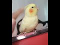 Petting My Cockatiel