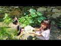 Zainabs vegetable garden @ Dadar Siran Valley Mansehra KPK Pakistan