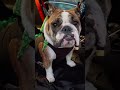 English Bulldog Puppy learning to sit and wait for food