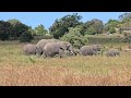 ELEPHANT MOVING