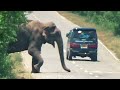 Most Terrible Wild Elephant Attack Car In 2024