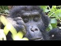 Bwindi mountain gorilla, Bwindi Impenetrable Forest, Uganda