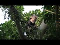 Eastern chimpanzee at Nyongwe National Park, Rwanda