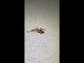 Scorpion Vs Roach (we have a winner already)