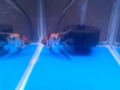 Angelfish breeding pair...