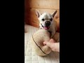 French bulldog【脳腫瘍宣告から1カ月後 】