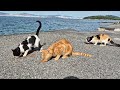 Cute yellow cat and his friends living on cat island