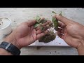 How to grow Azalea plant from cuttings | Azalea plant