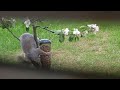 squirrel stealing nuts