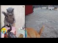 😅😅 Best Cats and Dogs Videos 😻😹 Best Funny Animals 2024 # 22