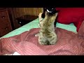Kittens Tussling 1-21-15