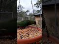 King Parrot Baby