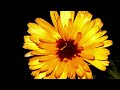 Calendula flower time lapse