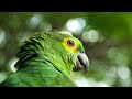Calm a Parrot - Music for Anxious, Stressed or Lonely Birds