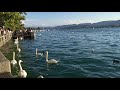 Travel to Zurich - Swans in Switzerland