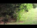 Wild turkey with young chicks