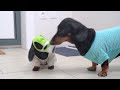 Little Rogue! Cute & Funny Dachshund Dog Video!
