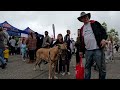 Cash 2.0 Great Dane at the Simi Valley Spring Street Fair 2024 (3 of 12)