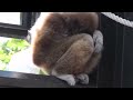 Baby white-handed gibbon. シロテテナガザルの赤ちゃん2014（旭山動物園）