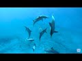 Amazing World Of Young Animals 8K ULTRA HD (60FPS) - With Nature Sounds Colorfully Dynamic