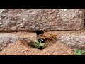 Cicada Killer Wasp