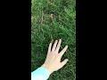 I touched grass!