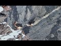 Bearded Vultures copulating in the wild in slow motion