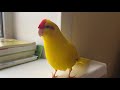 Попугай какарик разговаривает и смотрит в окно