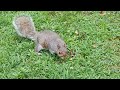 mama squirrel stops by