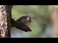 Зарянка | Голоса птиц | Звуки весеннего леса