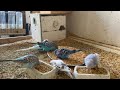 10 Minute Budgies Sounds, Budgies Feeding Time Relax ASMR HD 1080P 60FPS