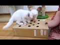 Cats Vs Cardboard Toy