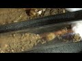 New Honeypot Ant Queens Digging in Test Tube! (Myrmecocystus mexicanus)