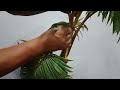 PROSES MENGECILKAN DAUN BONSAI KELAPA