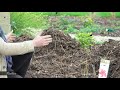 Comment planter des cassissiers et des groseilliers à grappes