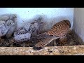 Crazy and Raw: Kestrel Nestlings Devour Sibling After Chameleon Choke! Viewer Discretion Advised