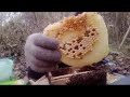 Budidaya Lebah Lokal Apis Cerana tak kalah hebatnya dengan Lebah Apis Melifera #lebahmadu #panenmadu