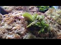 Flytrap Unboxing. 4 new plants!