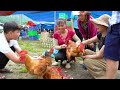 Harvesting Many Chicken (Rooster) Goes To Market Sell - Build Cage With Iron Mesh To Raise Quails