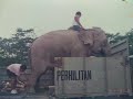 1072   Elephant Capture and Translocation Pulau Ubin Singapore 🇸🇬 6 March 199. 2 May 2024