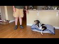 Basset Hound 101 | Can You Train a Basset Hound?