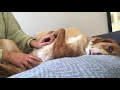 ASMR ✨ - Asmr on my dog | scratching | fabric sounds