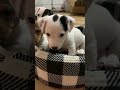 Jack Russell puppies 6 weeks old