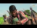কচু নিয়ে হুলস্থুল কান্ড নরসিংদীর বেলাবোয় || Panorama Documentary