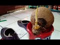 Setelah sayat mawar bahan bonsai kelapa lakukan cara ini@fakihbonsai309